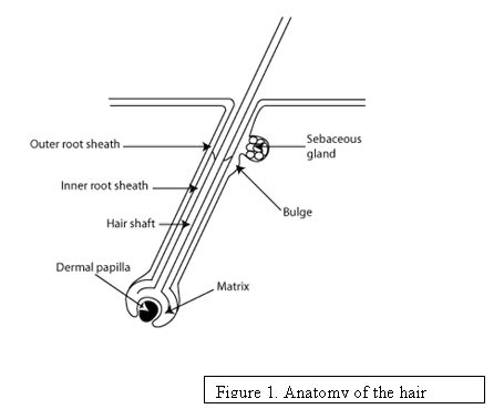 Figure 1. Anatomy of the hair