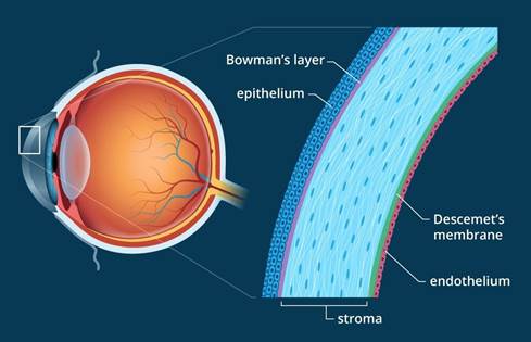 Illustration of cornea anatomy