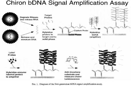 Diagram of a diagram showing the formation of a dna molecule

Description automatically generated with medium confidence