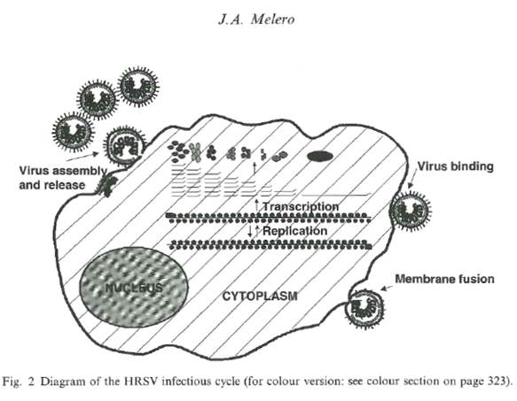 A diagram of a virus

Description automatically generated