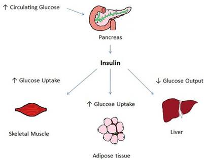 Diagram of insulin

Description automatically generated