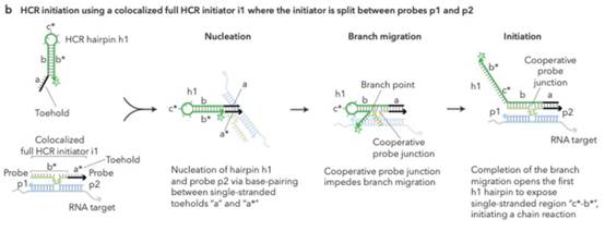 A diagram of a branch migration

Description automatically generated
