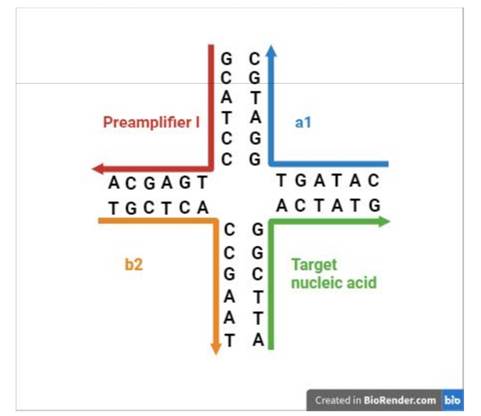 A diagram of a dna sequence

Description automatically generated