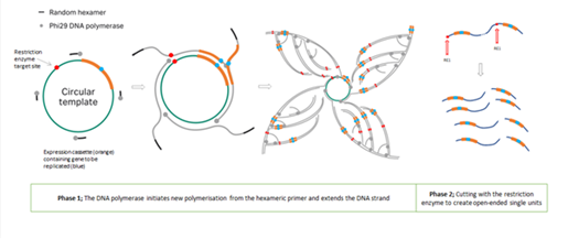 A diagram of a plant

Description automatically generated with medium confidence