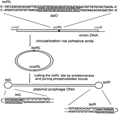 A diagram of a dna sequence

Description automatically generated