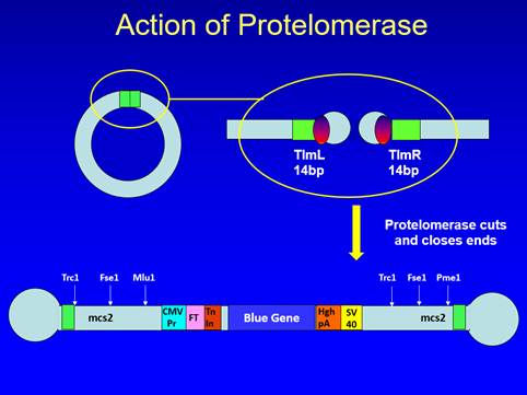 A diagram of protelomerase

Description automatically generated