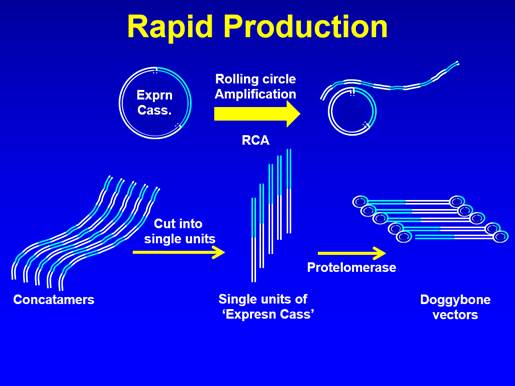 A diagram of a rapid production

Description automatically generated